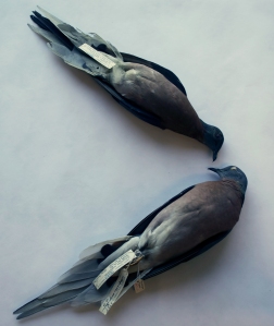 Passanger Pigeon’s Cornell 2014 